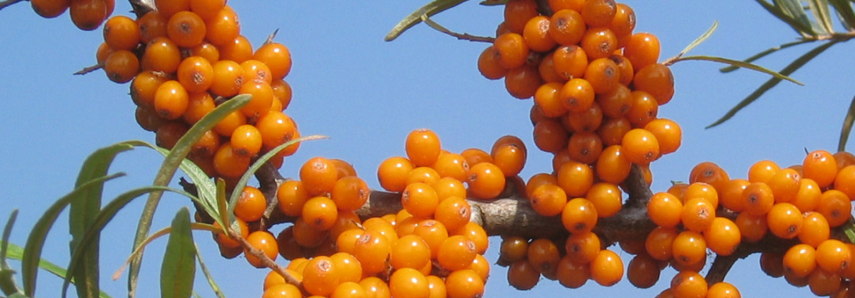 Obst Archive Artmeyer Gartenbaumschule